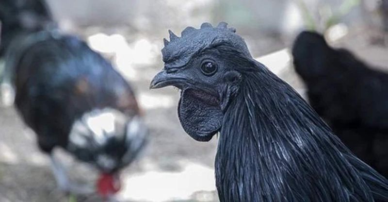 Live Kadaknath Chicken