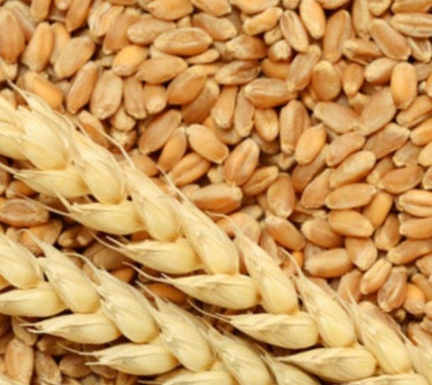 DBW 303 Wheat Seeds