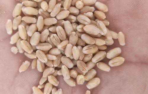PBW 826 Wheat Seeds