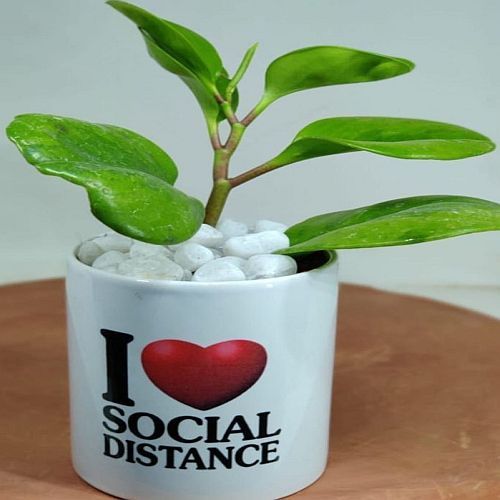 Ceramic Printed Sublimation Plant Pot