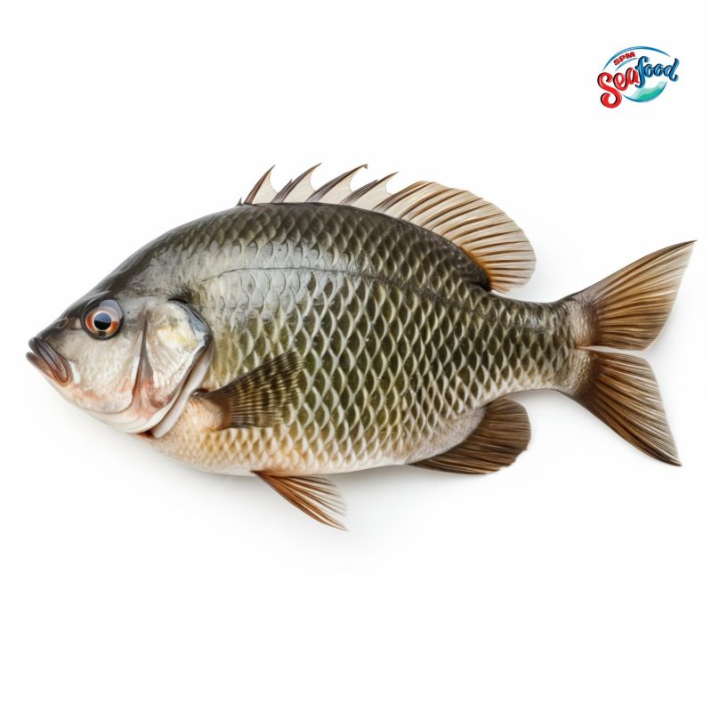 Fresh Tilapia Fish