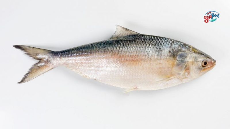 Fresh Hilsa Fish