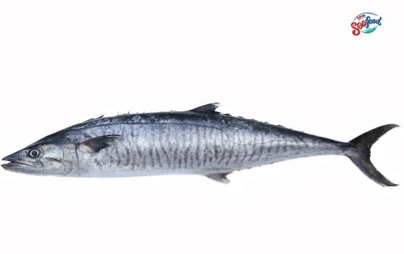 Fresh King Fish