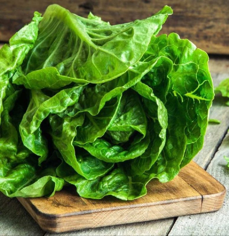 Fresh Iceberg Lettuce