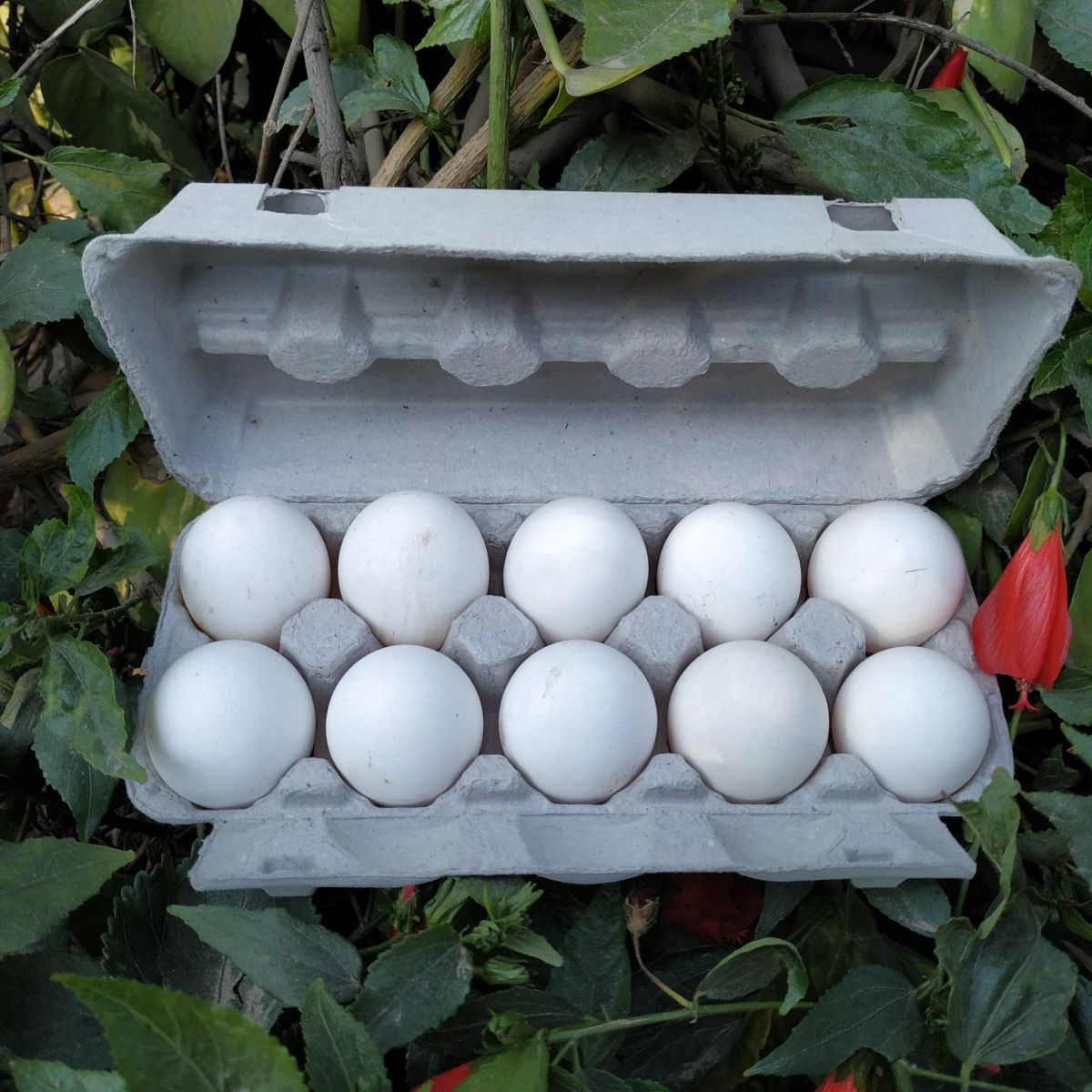 10 Pieces Fresh White Eggs