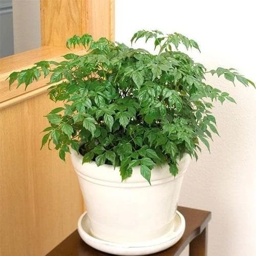 China Doll Plant