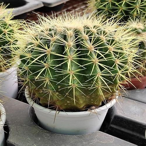Green Round Indoor Cactus Plant