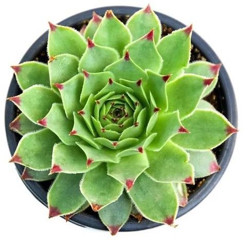 Green Succulent Plant