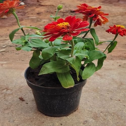 Zinnia Flower Plant
