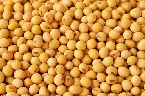 Natural Dried Soybean