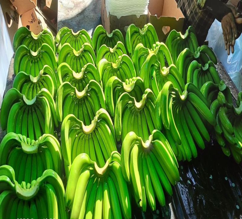 A Grade Fresh Green Banana