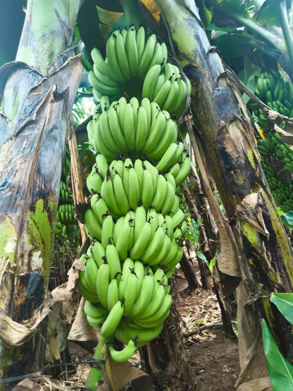Fresh Cavendish Banana