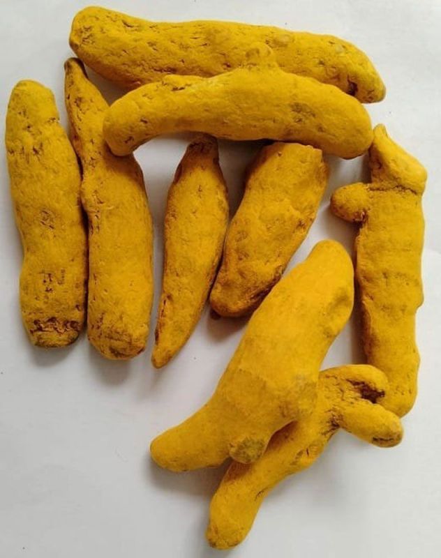 Dry Turmeric Finger