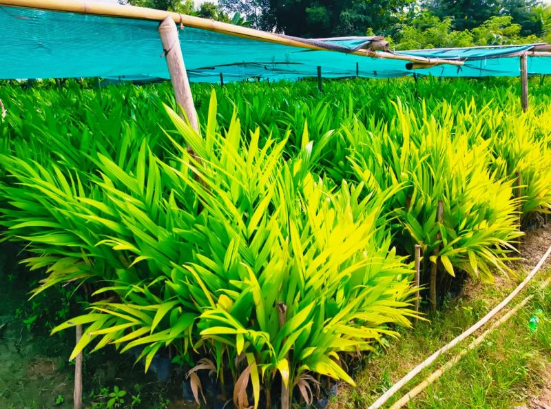 Areca Nut Plant / Betel Nut Plant / Supari Ka Paudha)