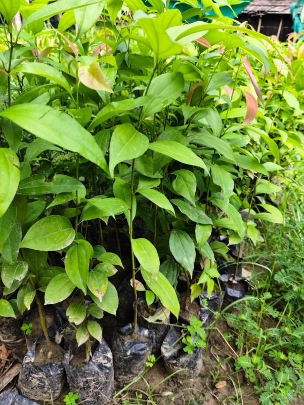Green Cinnamon Plant / Dalchini Ka Paudha