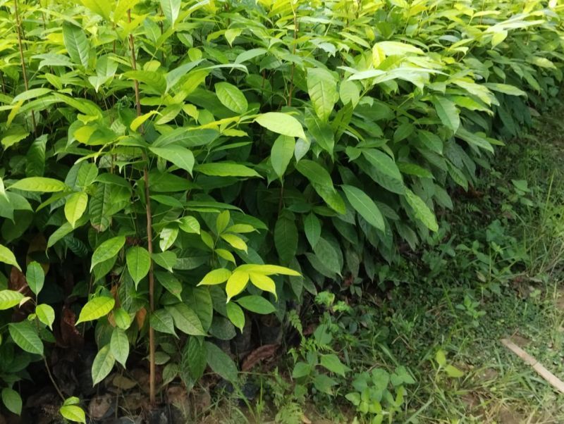 Mahogany Plant