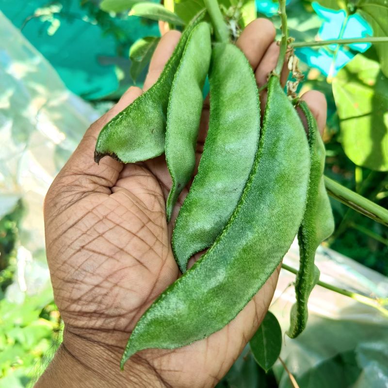 A Grade Hyacinth Beans
