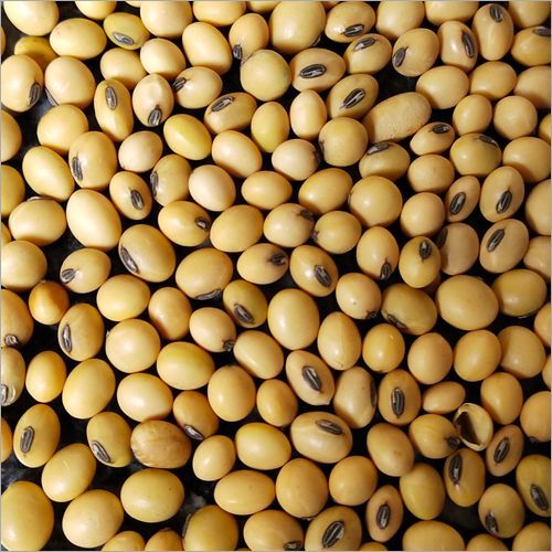 Soya Bean
