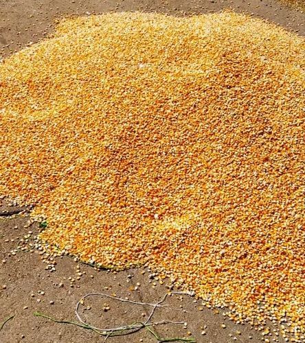 Yellow Corn Maize