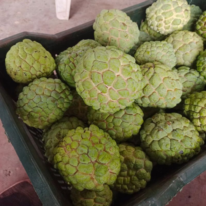 Fresh Custard Apple