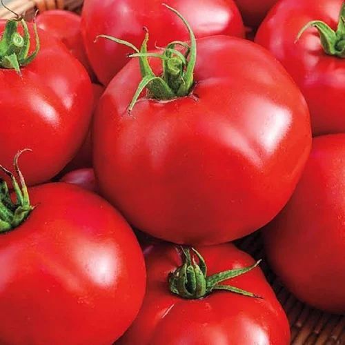 Fresh Red Tomato