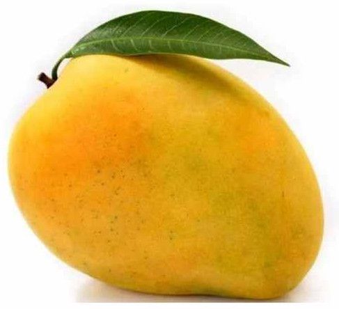 A Grade Fresh Organic Mango