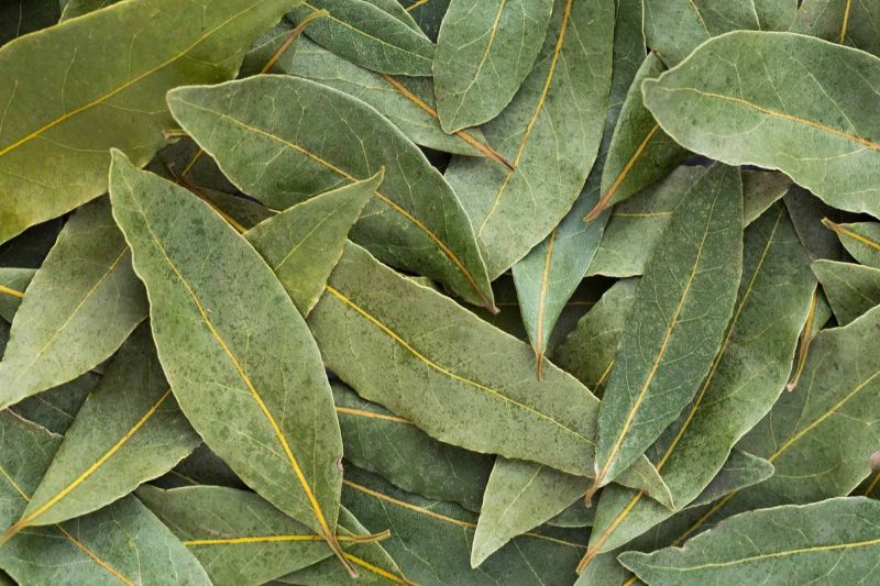 A Grade Organic Bay Leaves