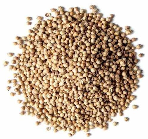 A Grade Organic Coriander Seed