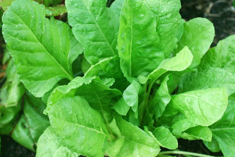 A Grade Organic Spinach