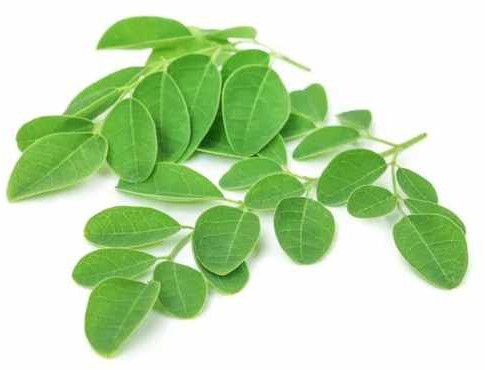 Green Organic Moringa Leave