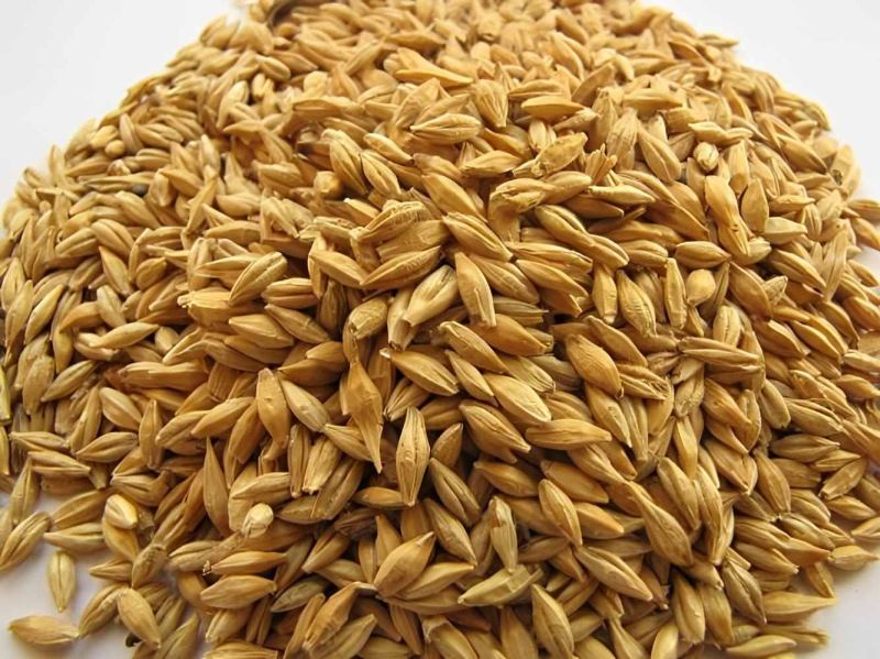 Indian Organic Barley Grain