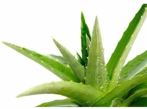 Organic Aloe Vera Leaf