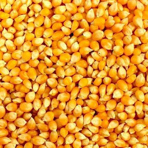 Organic Yellow Corn