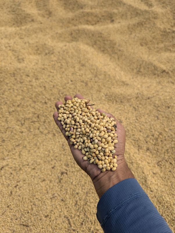 Soybean Seeds