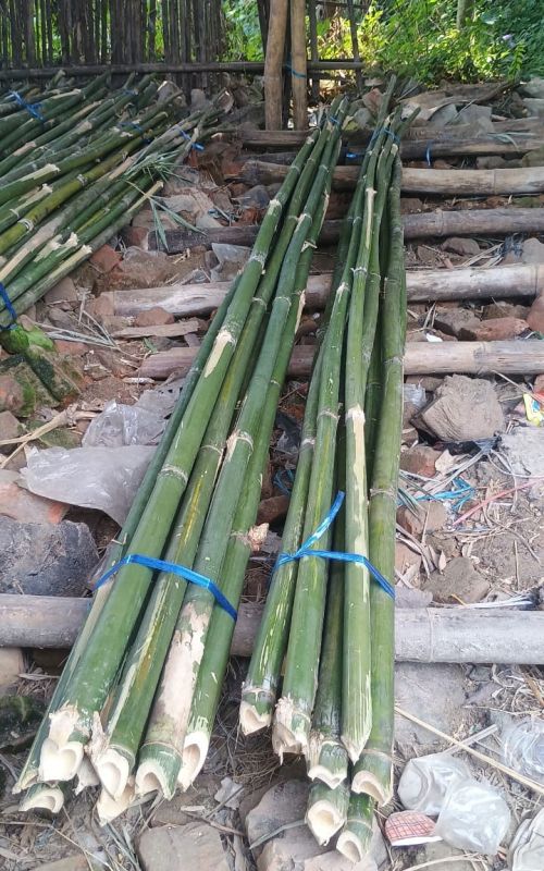 Bamboo Poles 12 Feet Tall