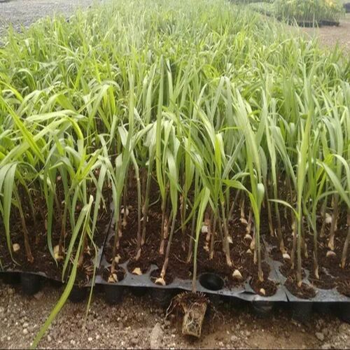 Sugarcane Plants