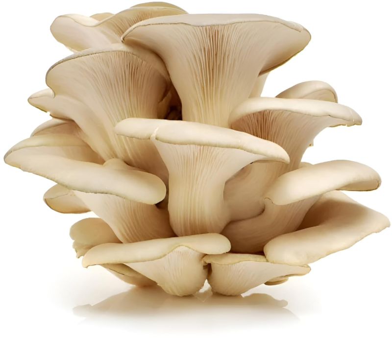 Fresh Oyster Mushroom