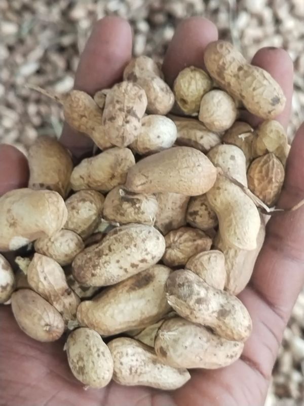 Brown Shelled Groundnuts