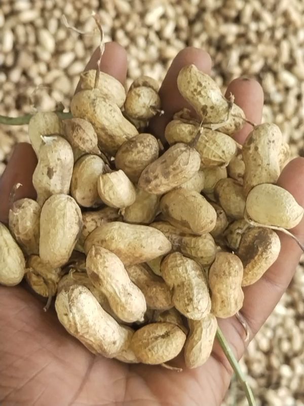 Tag 24 Shelled Groundnuts