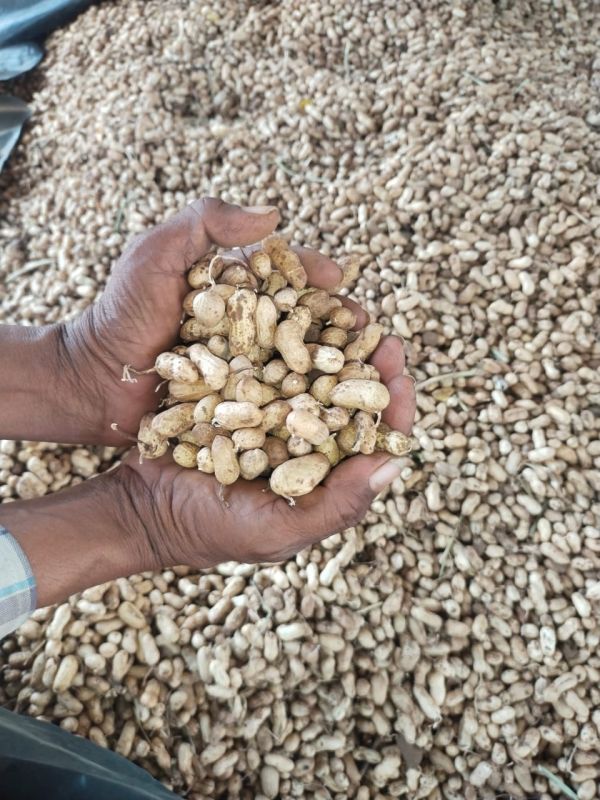 Raw Shelled Groundnuts