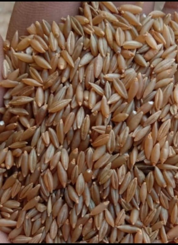 Indian Bamboo Rice
