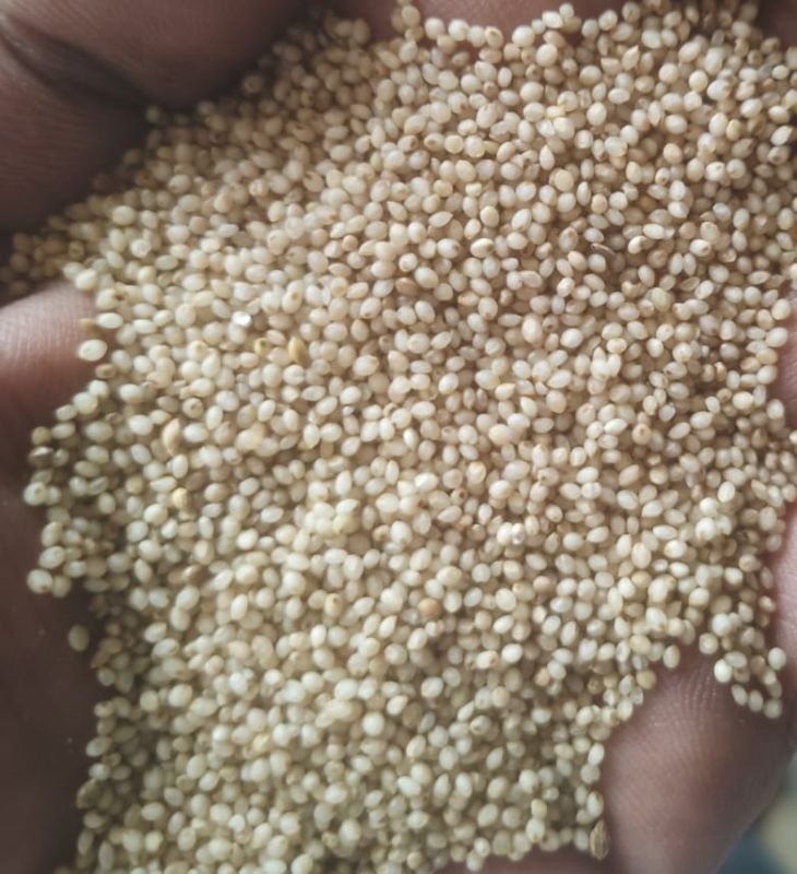 Barnyard Millet