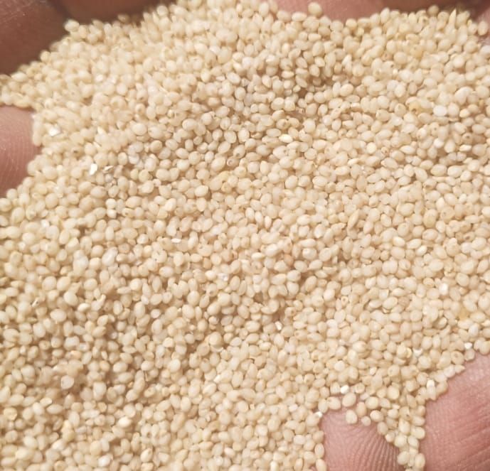 Little Millet