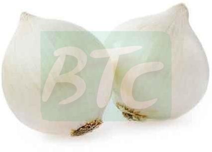 Fresh White Onion