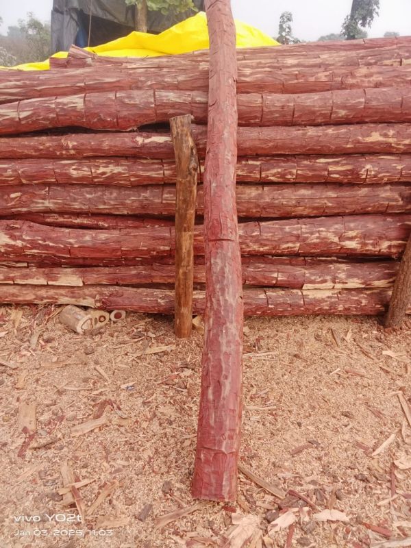 Exotic Sandalwood Logs