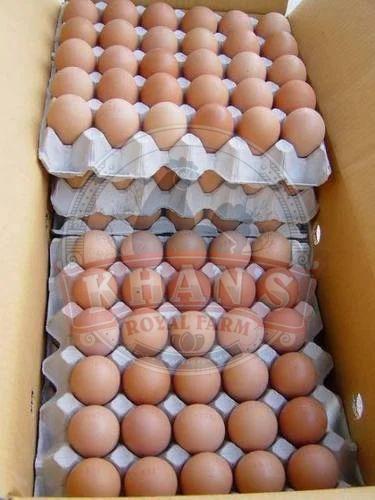 Broiler Hatching Eggs