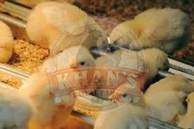 Commercial Meat Fast Growth Broiler Chicks