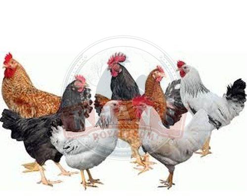 Healthy Fg Kuroiler Chicken