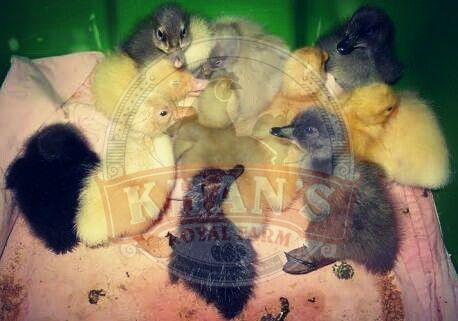 Integrated Farming Indian Runner Ducklings