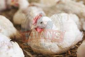 Meat Broiler Chicken